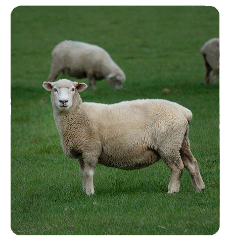 Ewe Supreme Ewe - Photo by John Fowler on Unsplash